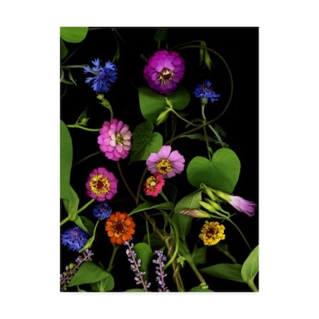 Susan S. Barmon 'Summer Zinnia' Canvas Art,14x19